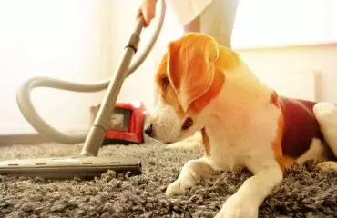 How to Clean Pets Hair
