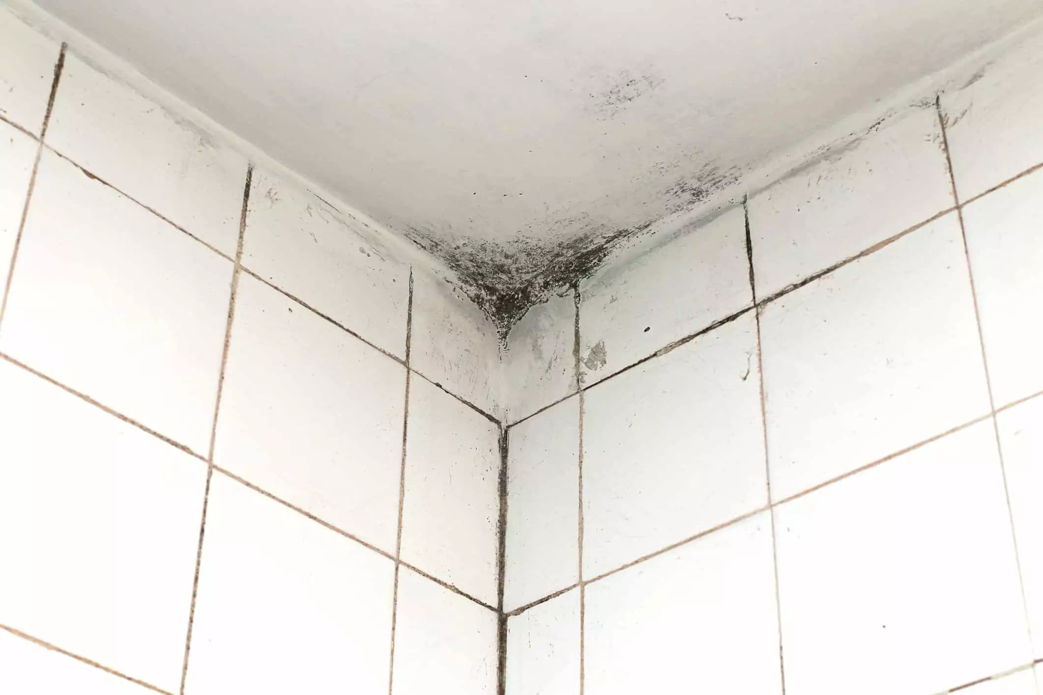 Bathroom Mold Cleaning Tips Longueuil